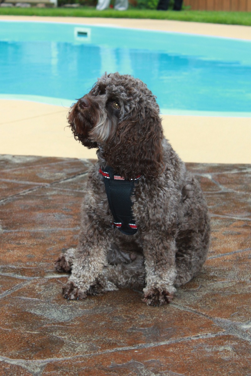 Mr. Banks dog on stamped deck